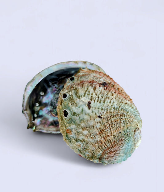 Abalone Shells